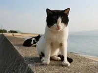 佐柳島の写真・動画_image_648410