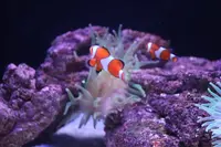 すみだ水族館の写真・動画_image_649373