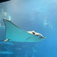海遊館の写真・動画_image_650092