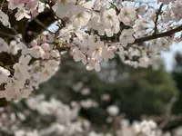 道後公園の写真・動画_image_650176