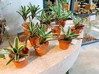 花のがっこうの写真・動画_image_650415