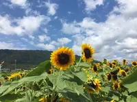 ひまわり畑の写真・動画_image_651488