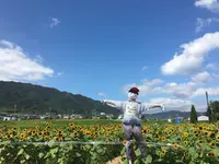 ひまわり畑の写真・動画_image_651489