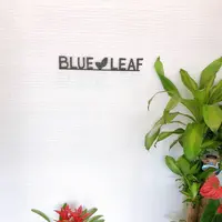 BLUE LEAFの写真・動画_image_653434