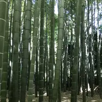 鎌倉の写真・動画_image_655118