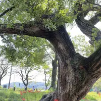 曼珠沙華公園の写真・動画_image_656977