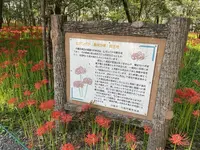 曼珠沙華公園の写真・動画_image_657071
