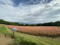 赤そばの里の写真・動画_image_657613