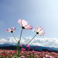 藤原宮跡の写真・動画_image_659466