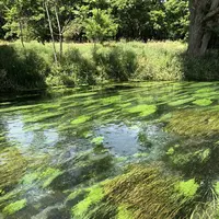 大王わさび農場の写真・動画_image_659678