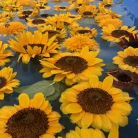 世羅高原農場の写真・動画_image_661321