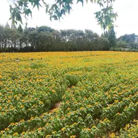 世羅高原農場の写真・動画_image_661325