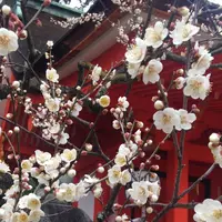 北野天満宮の写真・動画_image_664295