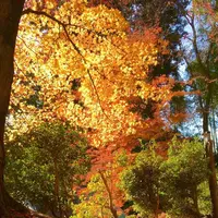 吉野山の写真・動画_image_664354