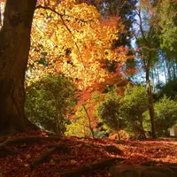 吉野山の写真・動画_image_664356