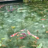 モネの池（名もなき池）の写真・動画_image_664374