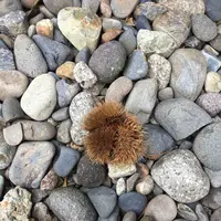 栗の小径の写真・動画_image_666014
