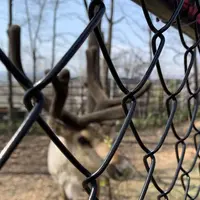 旭川市 旭山動物園の写真・動画_image_670740