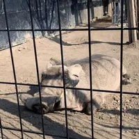 旭川市 旭山動物園の写真・動画_image_670741