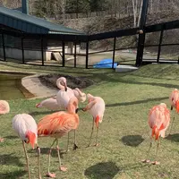 旭川市 旭山動物園の写真・動画_image_670743