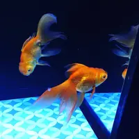 すみだ水族館の写真・動画_image_671713