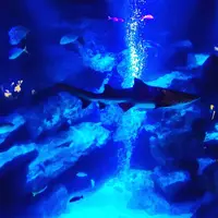すみだ水族館の写真・動画_image_671716