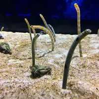 すみだ水族館の写真・動画_image_671719