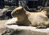 伊豆シャボテン動物公園の写真・動画_image_671731