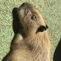 伊豆シャボテン動物公園の写真・動画_image_671732
