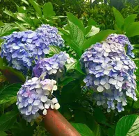 長谷寺の写真・動画_image_671771