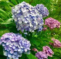 長谷寺の写真・動画_image_671772