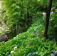 長谷寺の写真・動画_image_671774