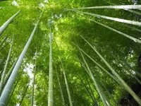 明月院（あじさい寺）の写真・動画_image_673950