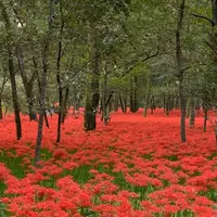曼珠沙華公園の写真・動画_image_674880