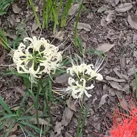曼珠沙華公園の写真・動画_image_674881