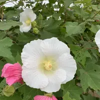 曼珠沙華公園の写真・動画_image_674882