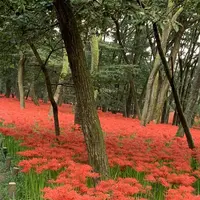 曼珠沙華公園の写真・動画_image_674883