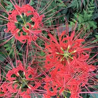 曼珠沙華公園の写真・動画_image_674884