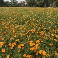 武庫川コスモス園の写真・動画_image_675328