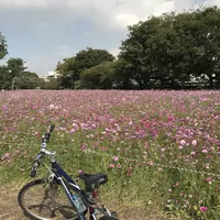 武庫川コスモス園の写真・動画_image_675329