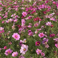 武庫川コスモス園の写真・動画_image_675330