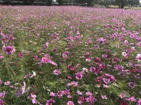 武庫川コスモス園の写真・動画_image_675331