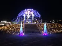 マリーゴールドの丘の写真・動画_image_676331