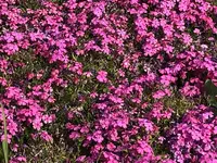 マリーゴールドの丘の写真・動画_image_676334