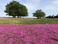 マリーゴールドの丘の写真・動画_image_676338