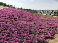 マリーゴールドの丘の写真・動画_image_676339