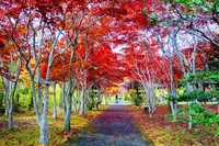 平岡樹芸センターの写真・動画_image_677461