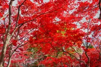 平岡樹芸センターの写真・動画_image_677464