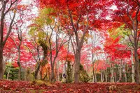 平岡樹芸センターの写真・動画_image_677465