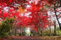 平岡樹芸センターの写真・動画_image_677466